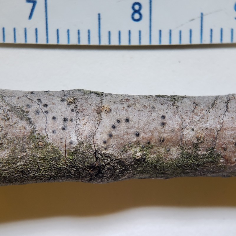 Cinchona Shell Lichen photo 3