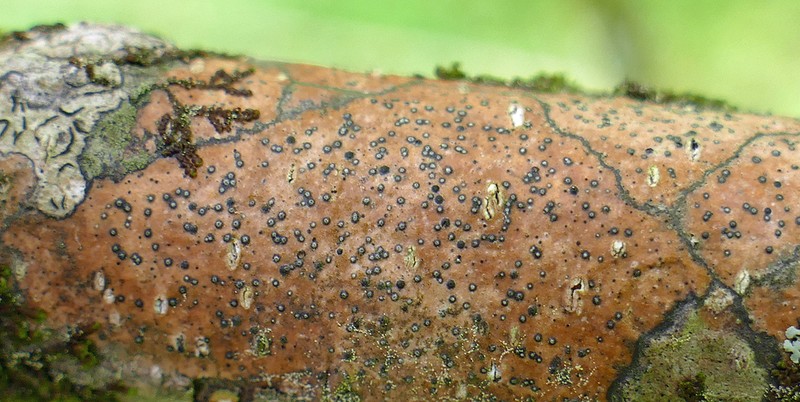 Cinchona Shell Lichen