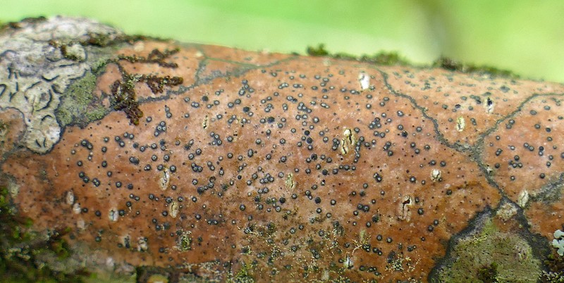 Cinchona Shell Lichen photo 4
