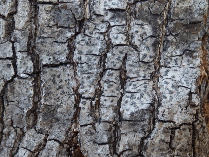 Shell Lichen