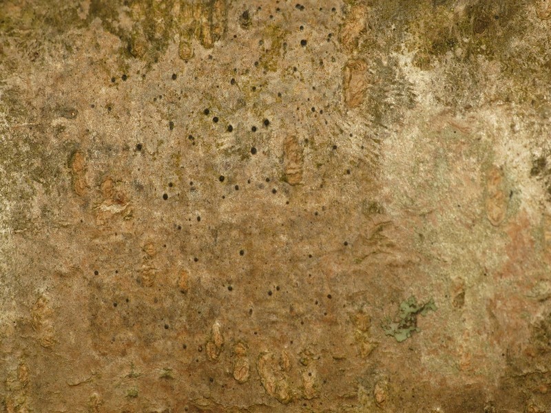 Arthopyrenia degelii