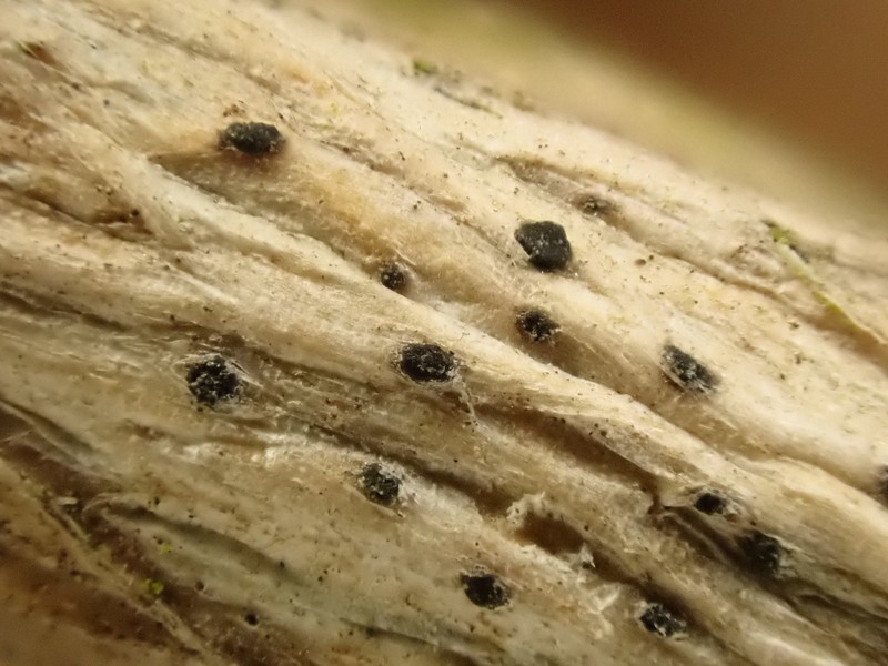 Lyre Shell Lichen