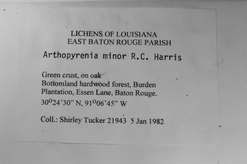 Shell Lichen