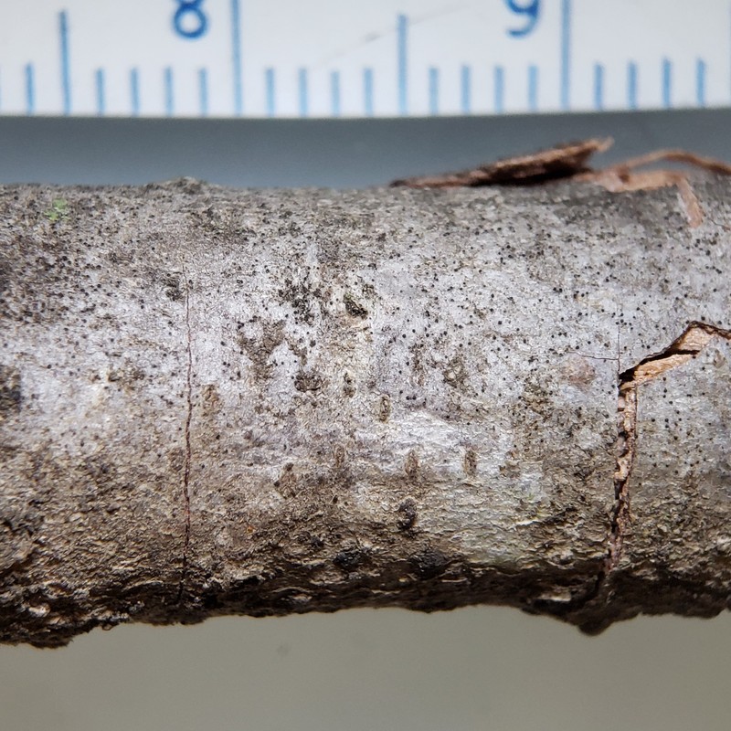 Shell Lichen