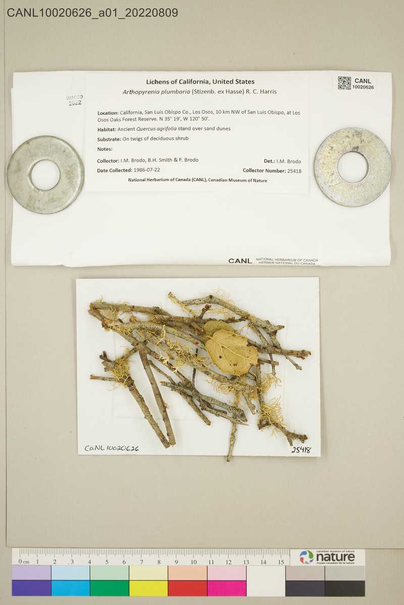 Shell Lichen photo 3