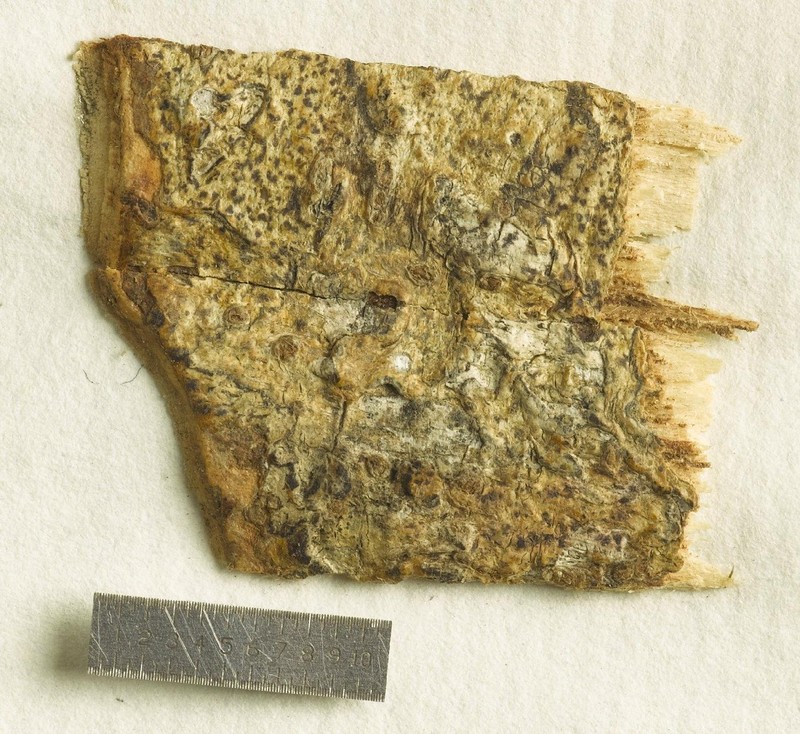 Arthothelium Lichen