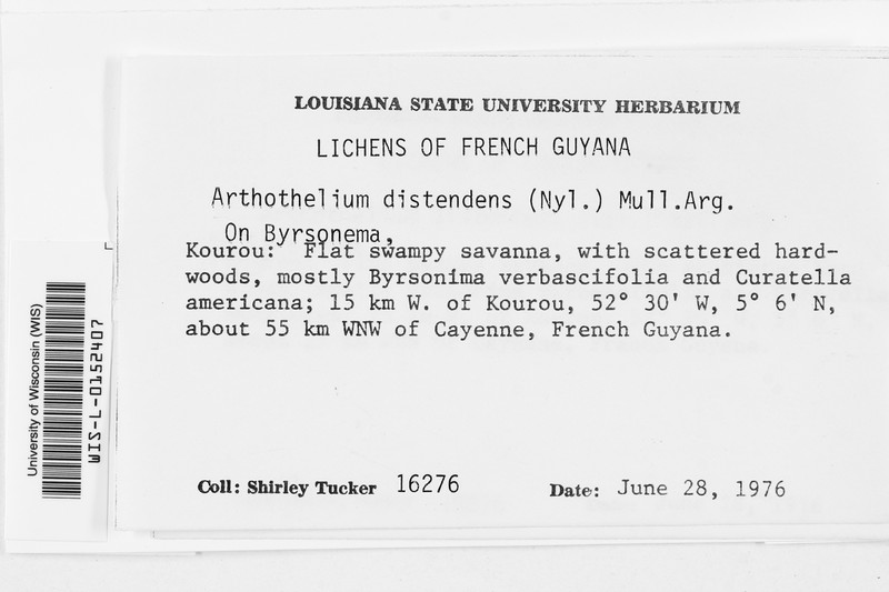 Arthothelium Lichen photo 2