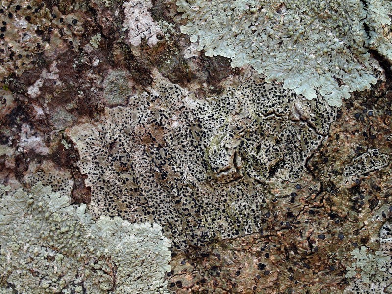 Arthothelium Lichen