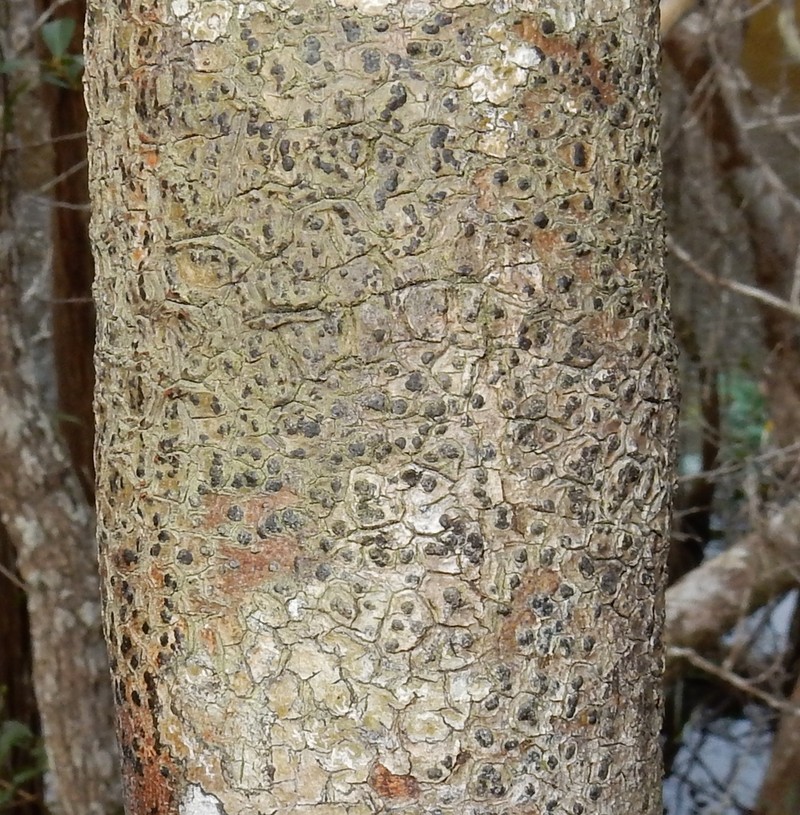 Arthothelium Lichen photo 2