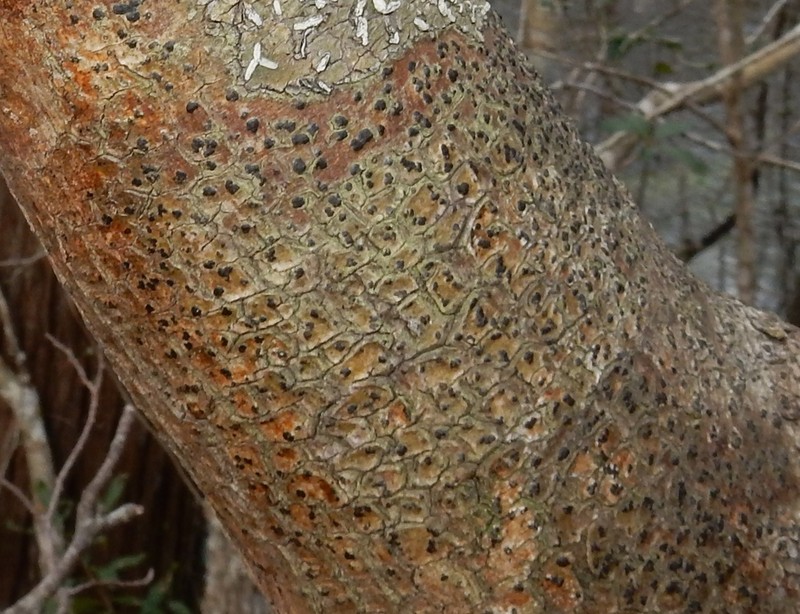 Arthothelium Lichen photo 3