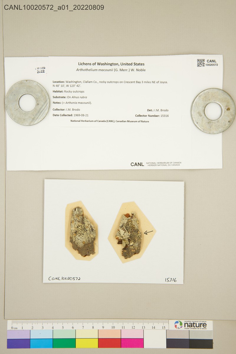 Macoun's Arthothelium Lichen photo 4