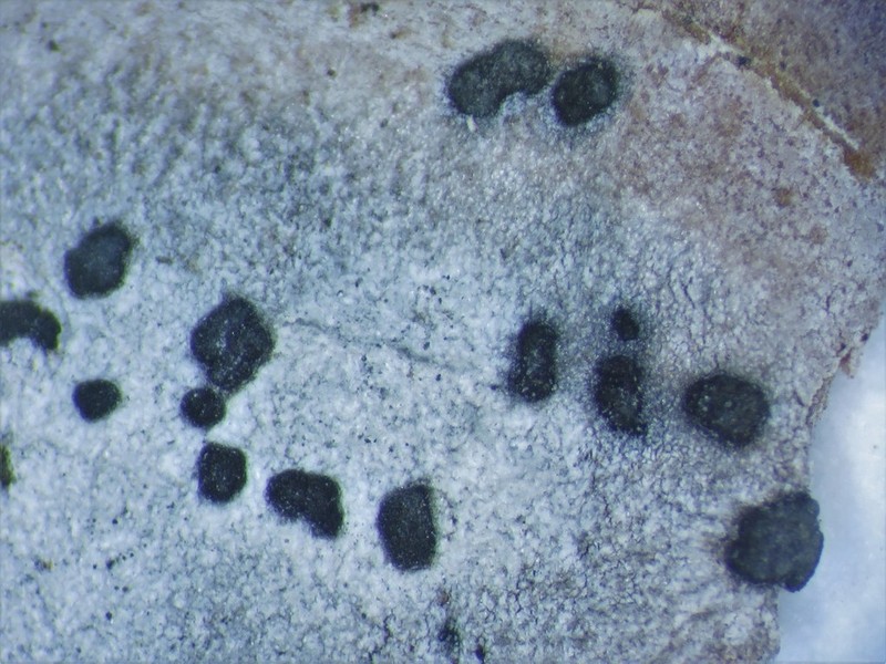 Arthothelium Lichen