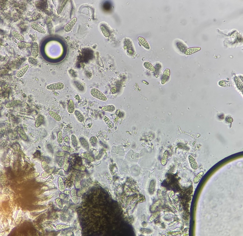 Arthothelium Lichen