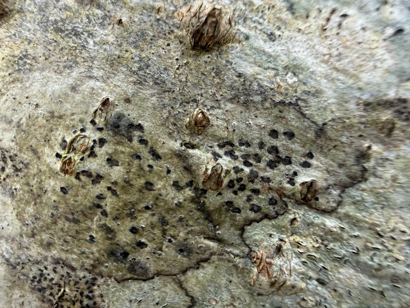 Arthothelium Lichen photo 2