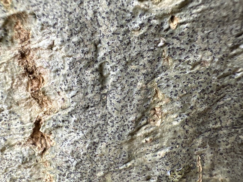 Arthothelium Lichen photo 3