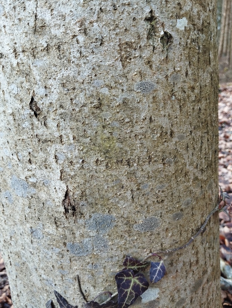Arthothelium Lichen photo 4