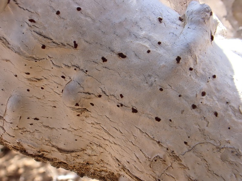 Arthothelium Lichen