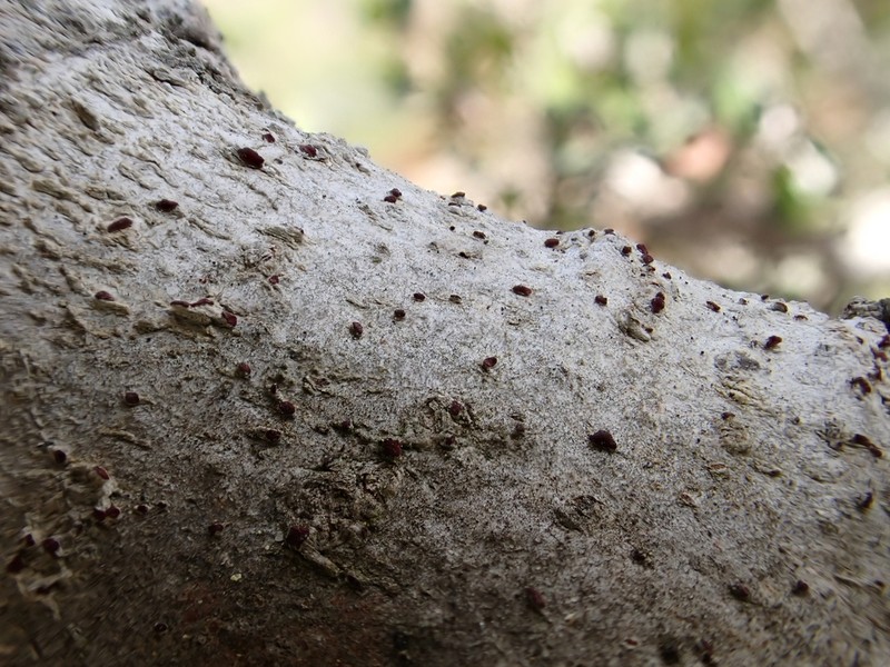 Arthothelium Lichen photo 3
