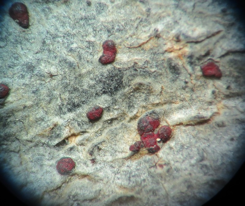 Arthothelium Lichen photo 4