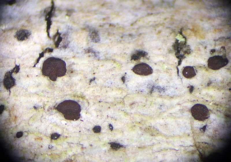 Arthothelium Lichen photo 5