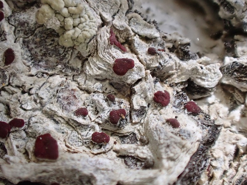 Arthothelium Lichen photo 6