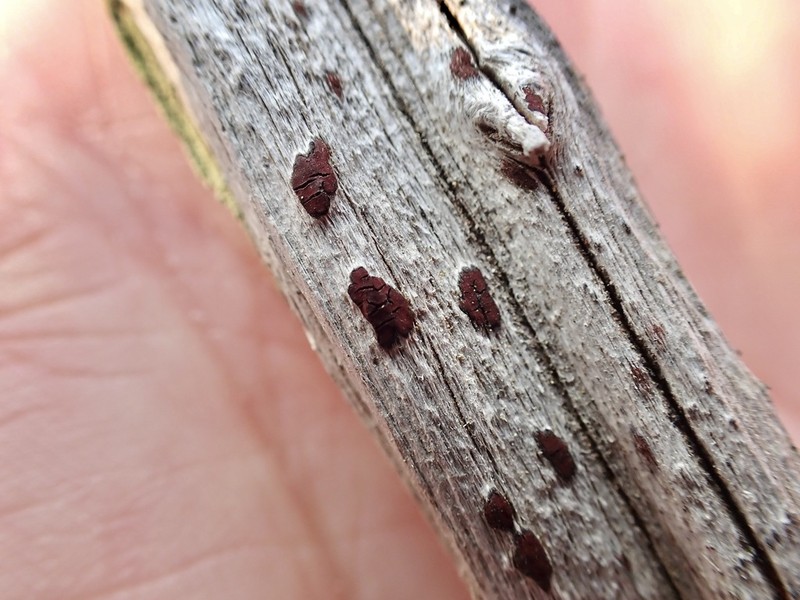 Arthothelium Lichen photo 7