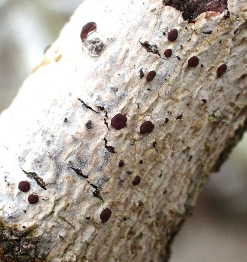 Arthothelium Lichen photo 8