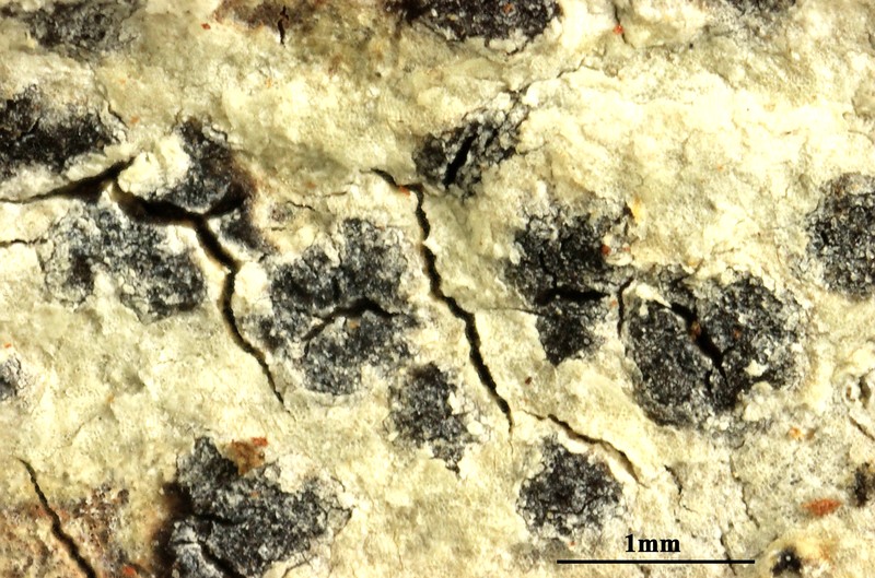 Arthothelium Lichen