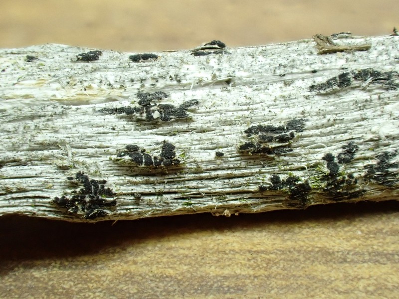 Arthothelium Lichen photo 2
