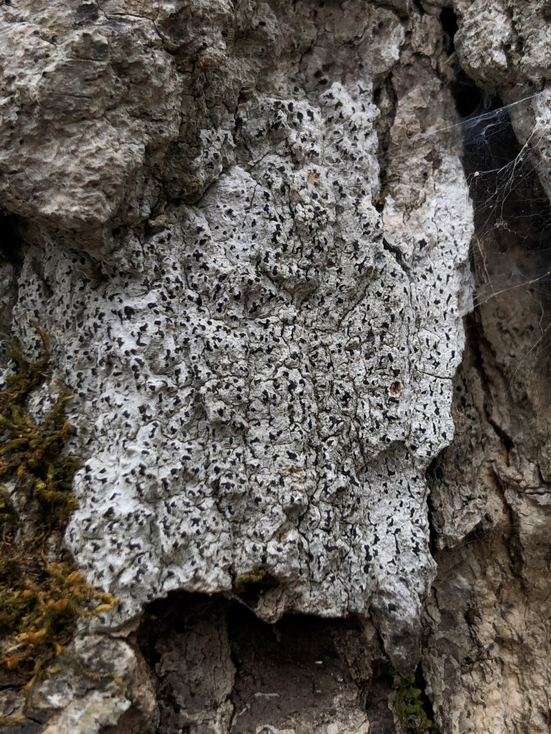 Arthothelium Lichen photo 3