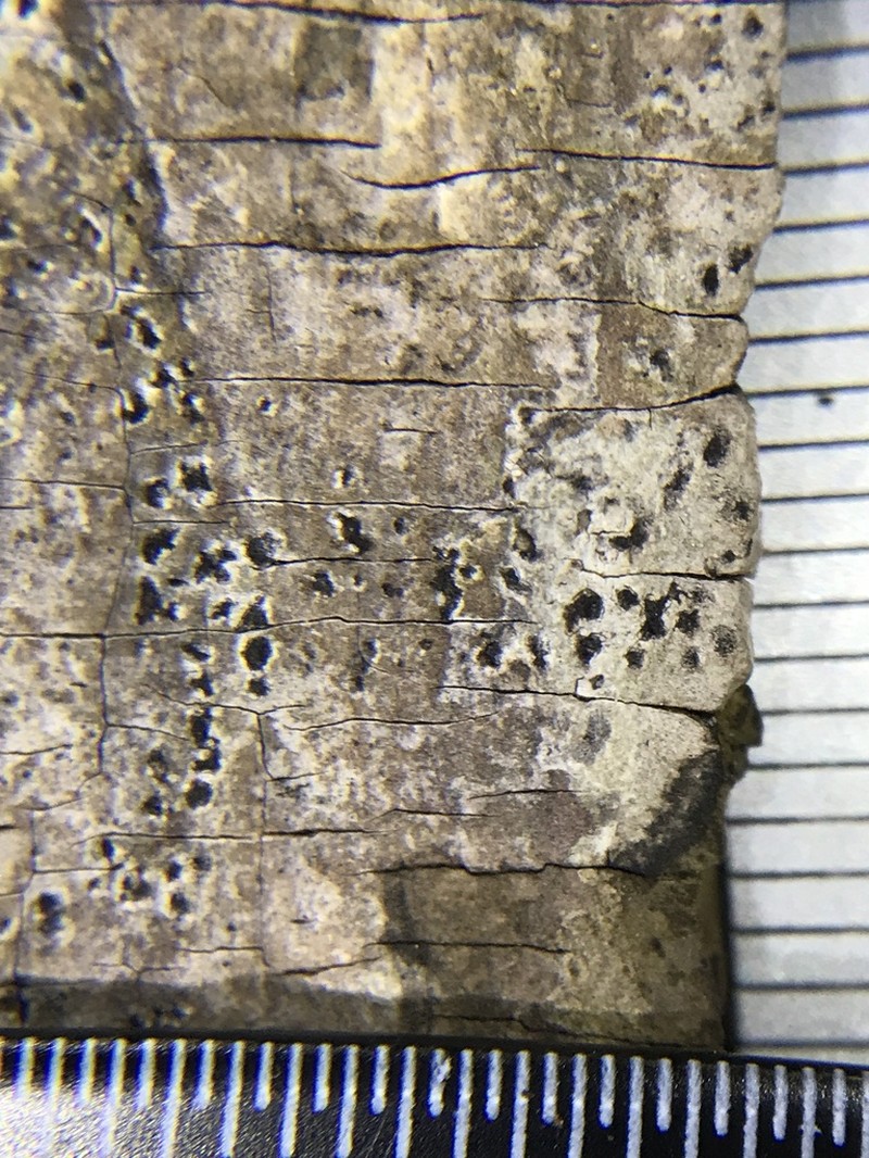 Arthothelium Lichen photo 4