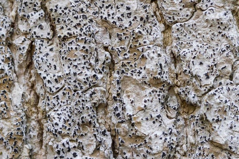 Arthothelium Lichen photo 5