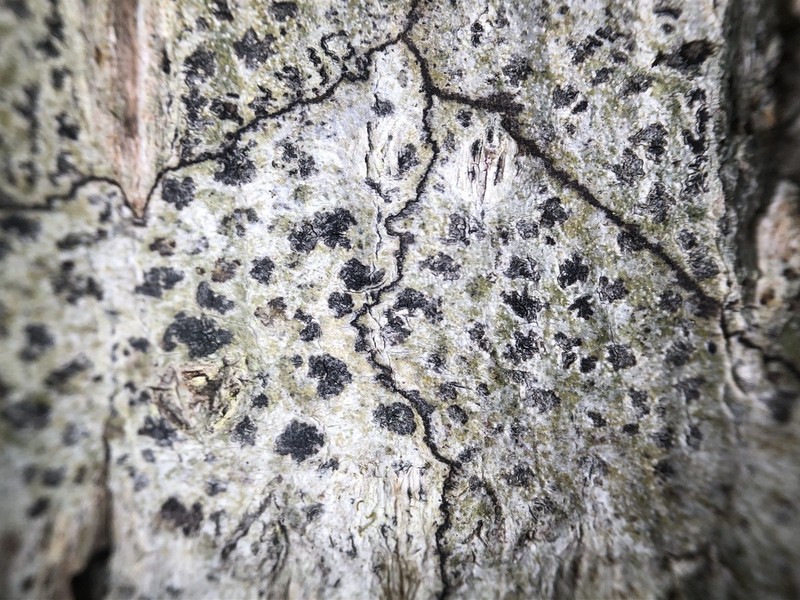 Arthothelium Lichen photo 6