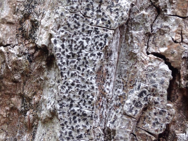 Arthothelium Lichen photo 7
