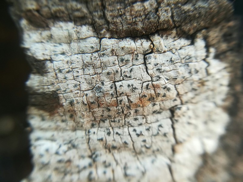 Arthothelium Lichen