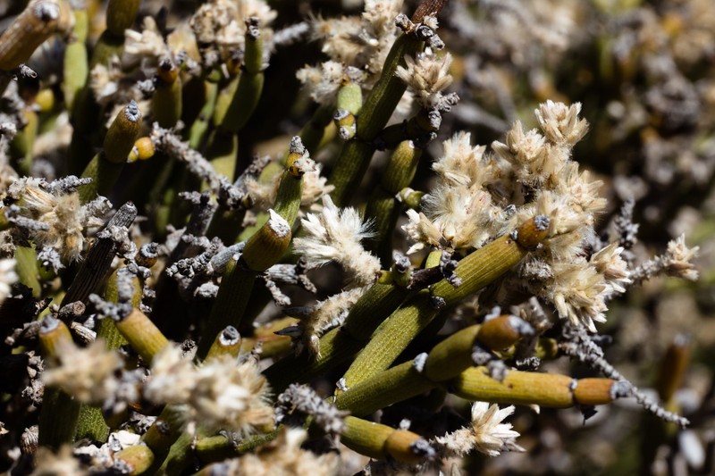 Arthraerua leubnitziae