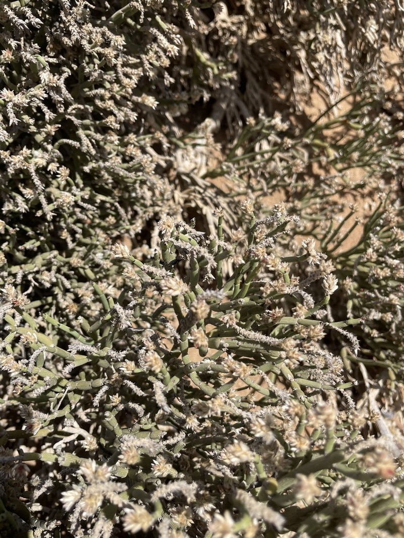 Arthraerua leubnitziae photo 2