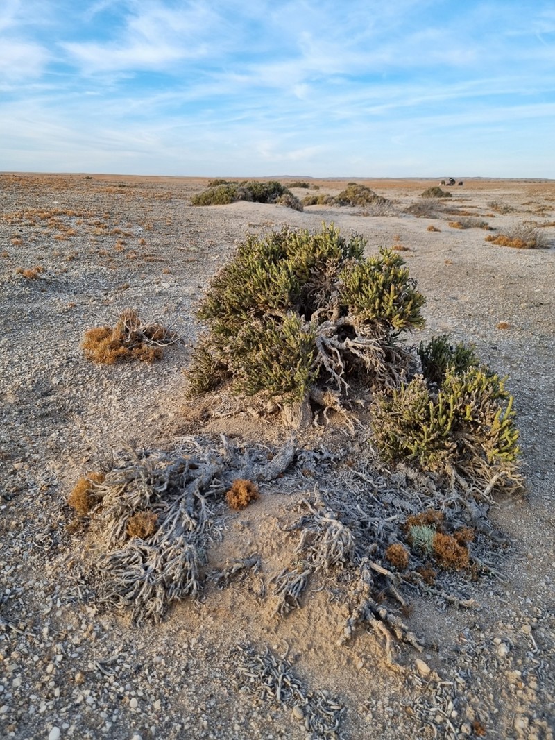 Arthraerua leubnitziae photo 3
