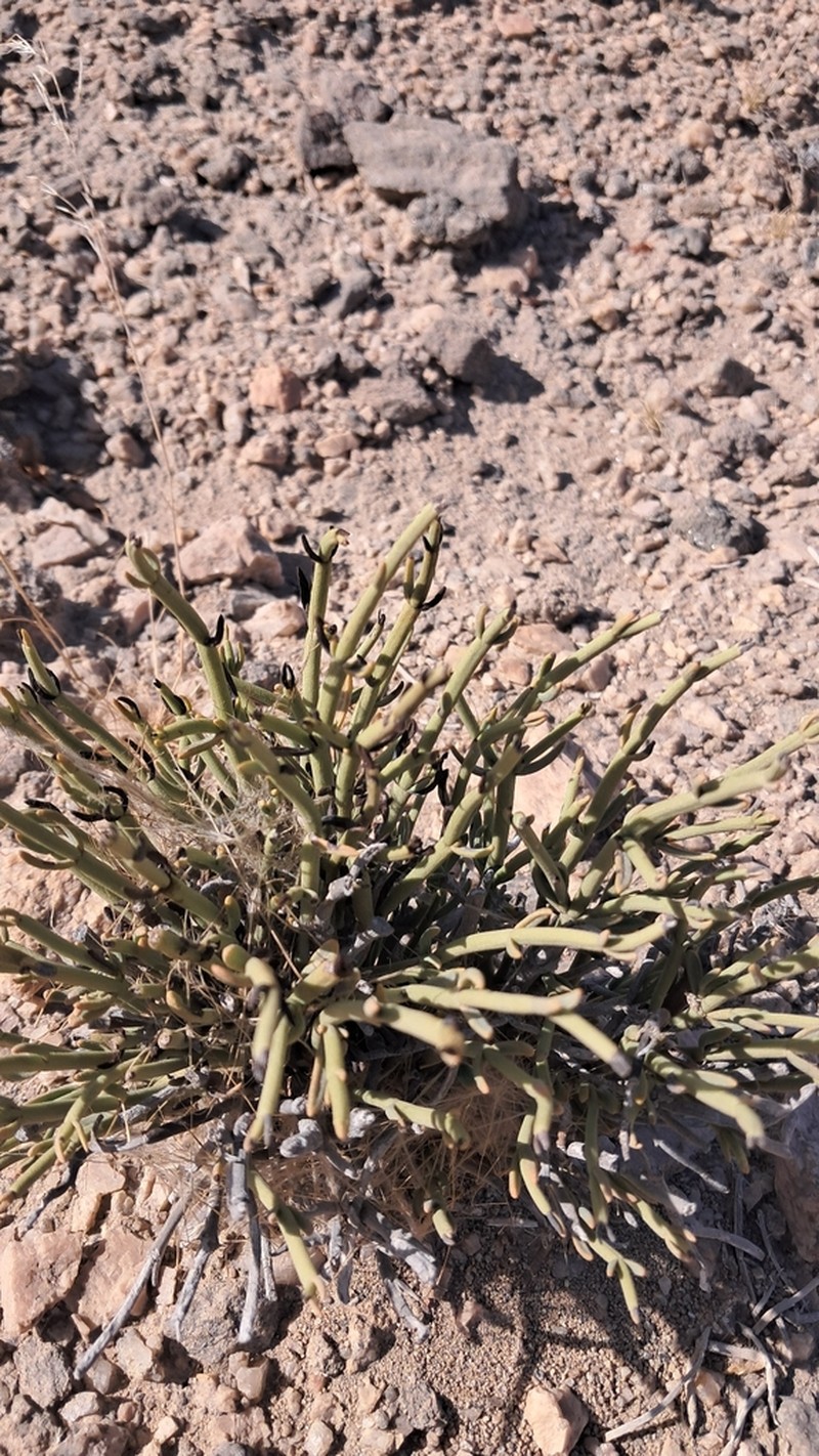 Arthraerua leubnitziae photo 4