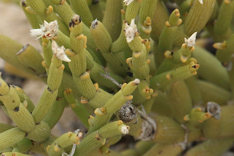 Arthraerua leubnitziae photo 5