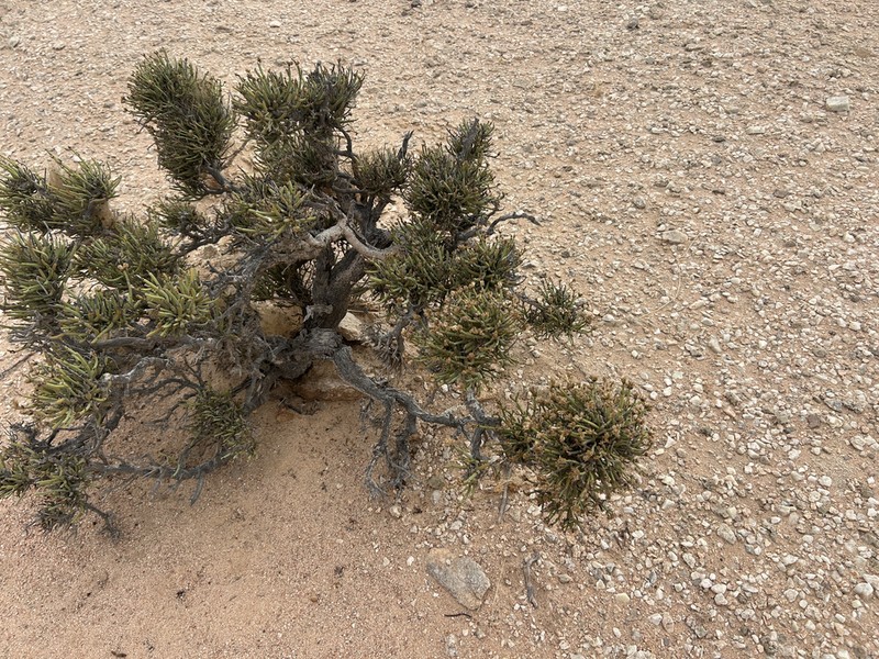 Arthraerua leubnitziae photo 6