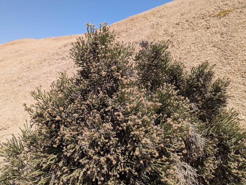 Arthraerua leubnitziae photo 7