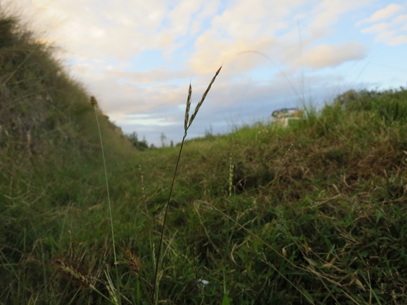 Arthraxon antsirabensis photo 2