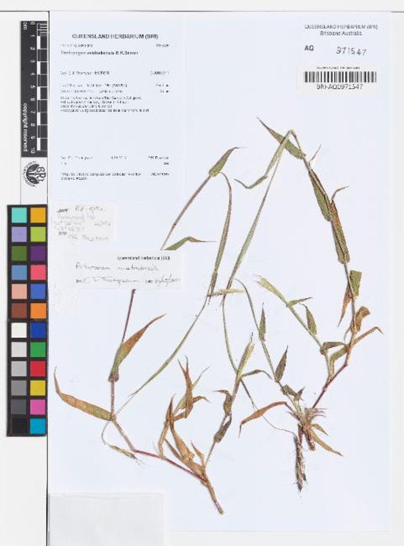 Arthraxon australiensis