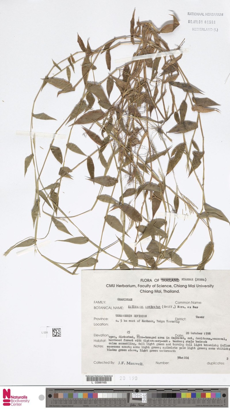Castrate Carpetgrass