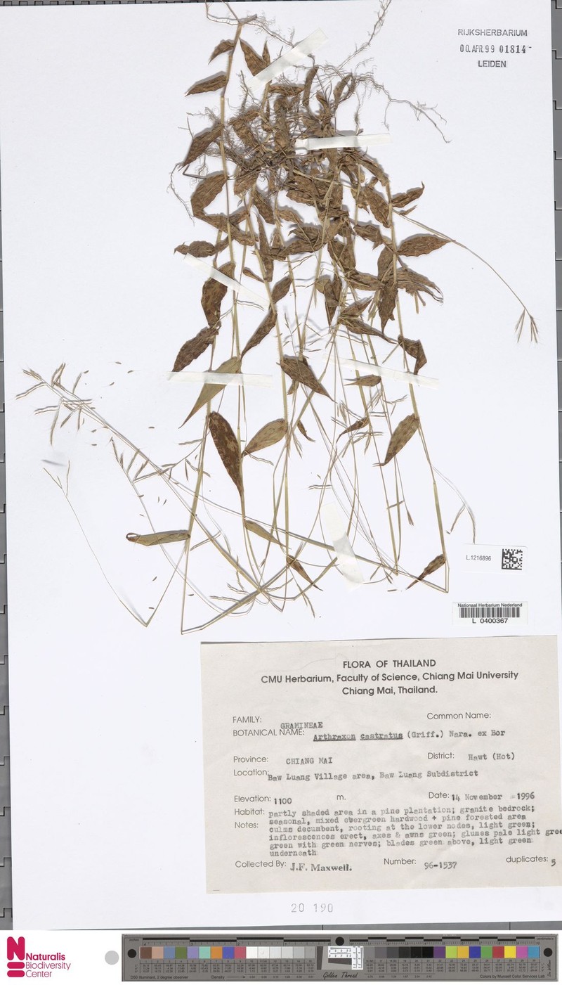 Castrate Carpetgrass photo 2