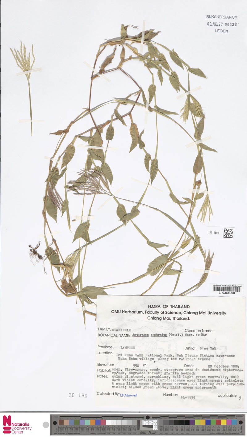 Castrate Carpetgrass photo 3