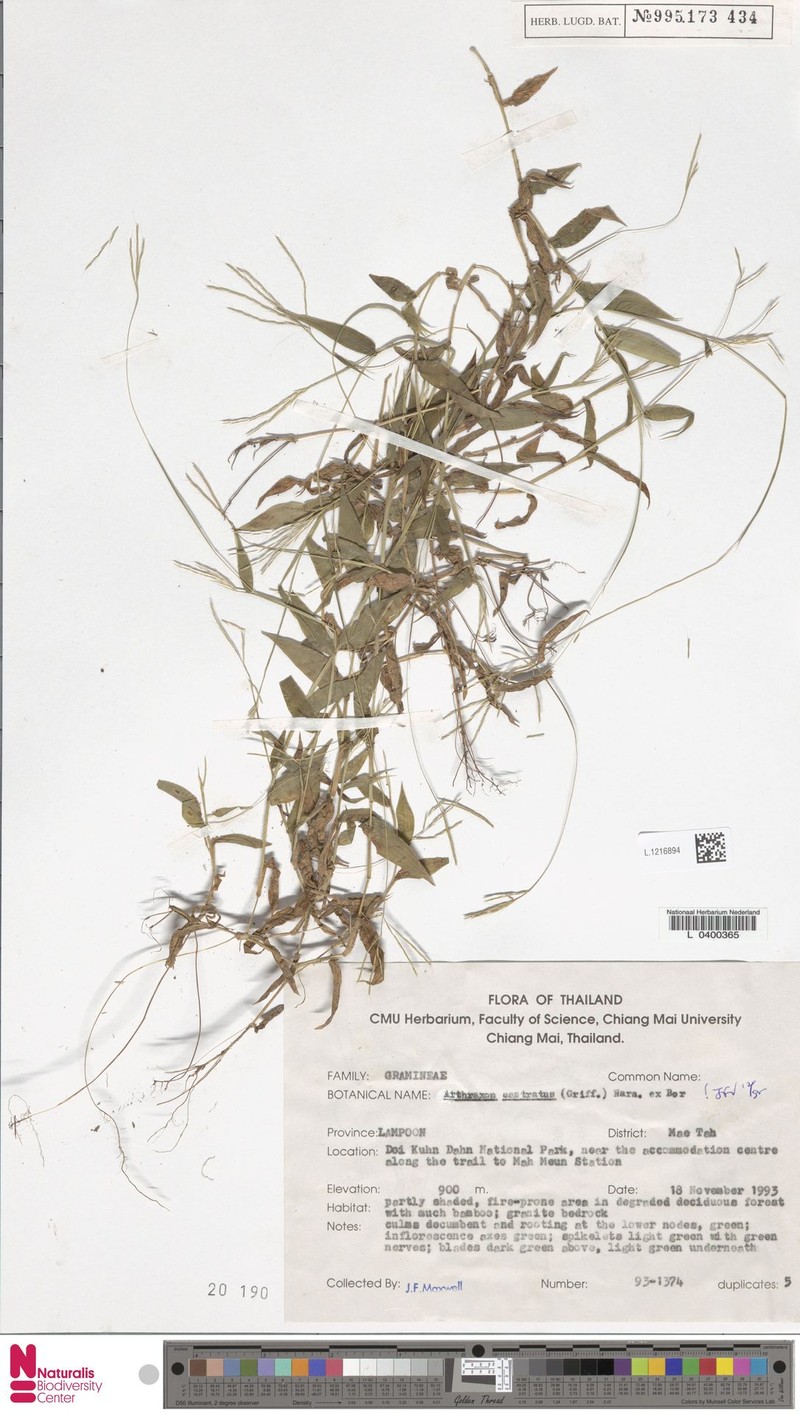 Castrate Carpetgrass photo 4