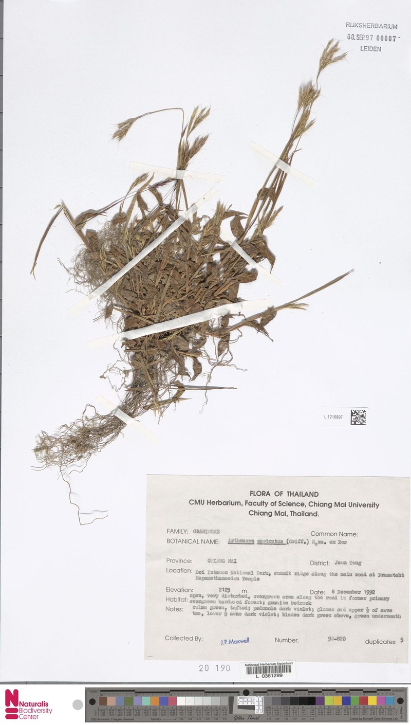 Castrate Carpetgrass photo 5