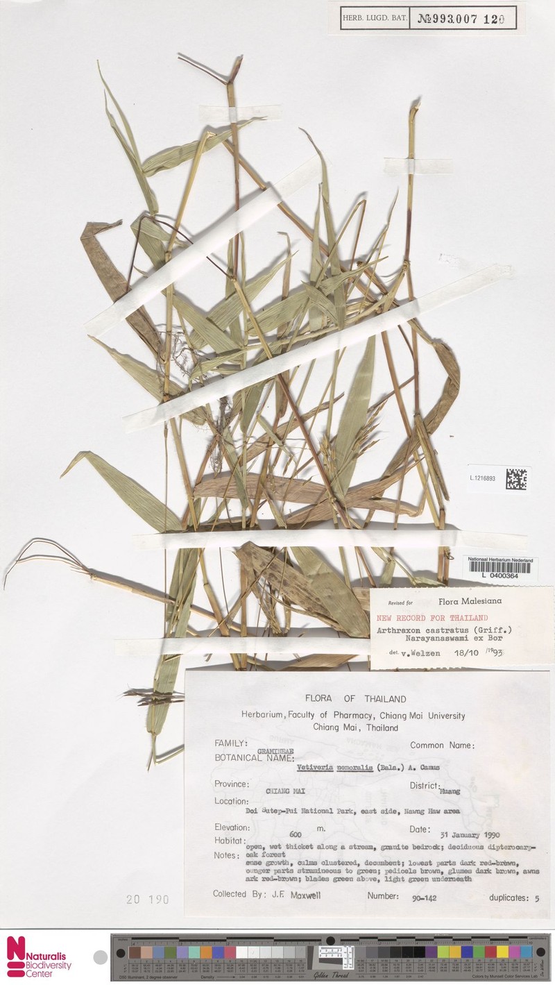 Castrate Carpetgrass photo 6